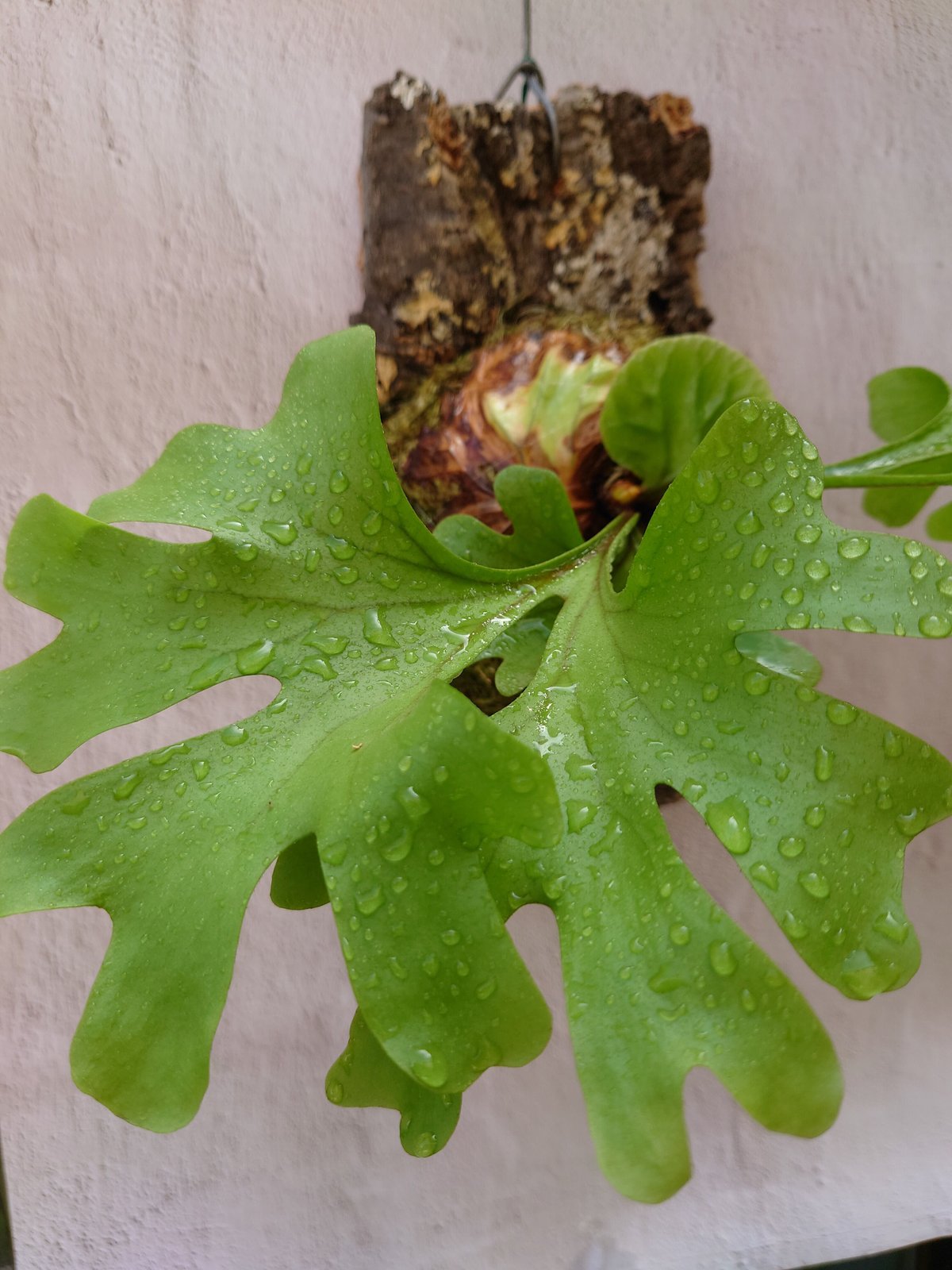 ビカクシダ リドレイ Platycerium ridleyi コウモリラン
