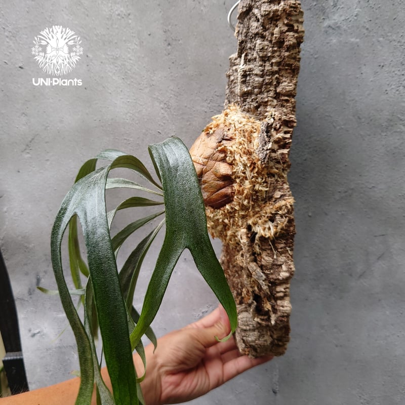 Platycerium sp.Mt.Lewis Thin & dwarf `Little ki