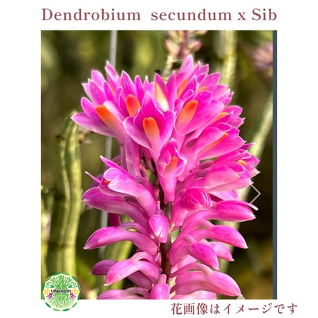 【タイ直輸入】着生ラン デンドロビューム セクンドゥム × Sib ｜珍品・希少ラン・蘭の花｜Dendrobium secundum x Sib