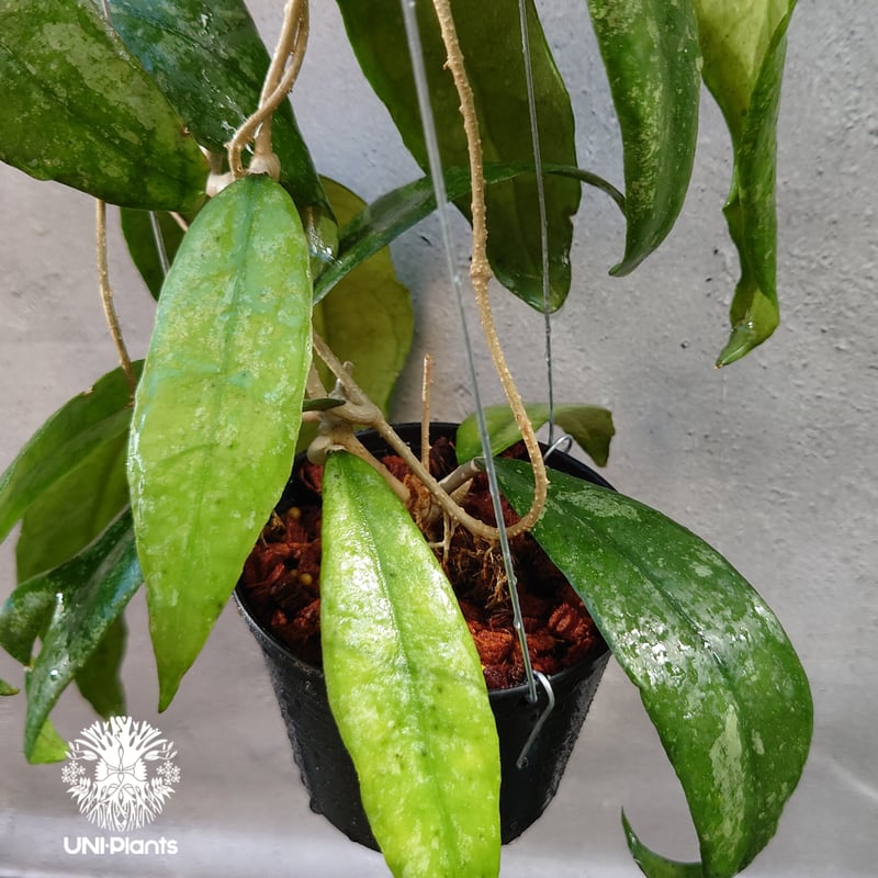 Hoya Finlaysonii splash （cv.trang）ホヤ フィレンソニー スプ