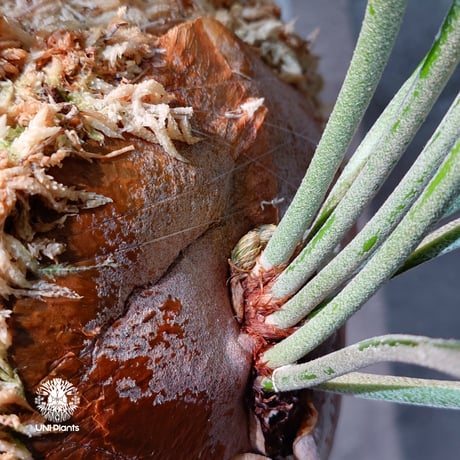 【国内繁殖株・一点物】Platycerium bifurcatum cv.'Majus | ビカクシダ マジュス | ビカクシダ板付け |  Platycerium