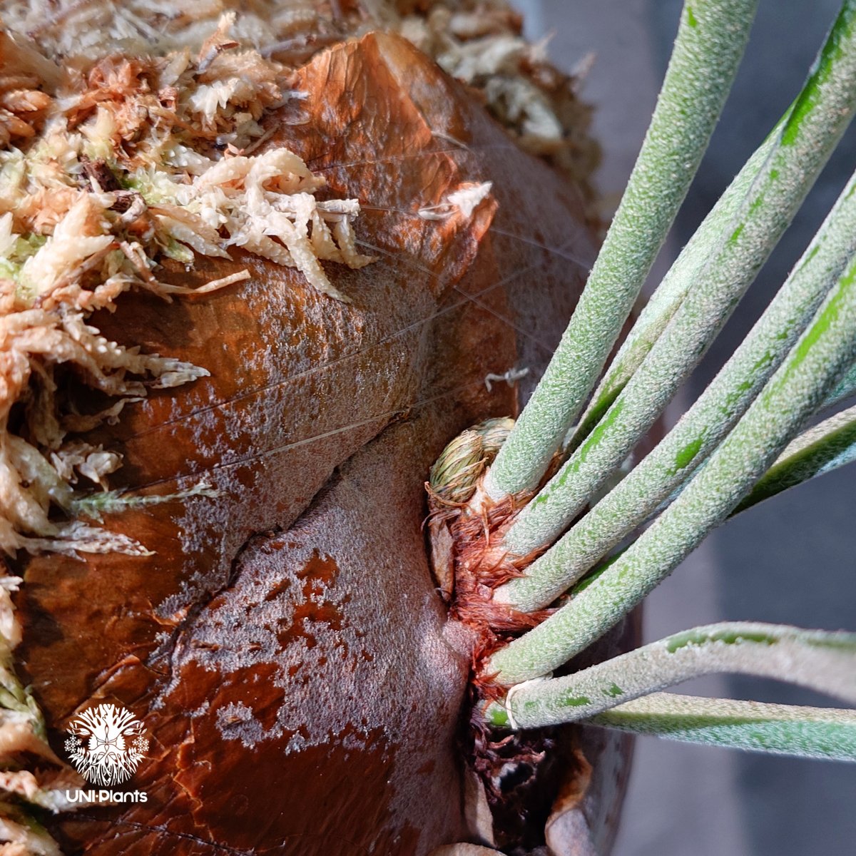 国内繁殖株・一点物】Platycerium bifurcatum cv.'Majus | ビ