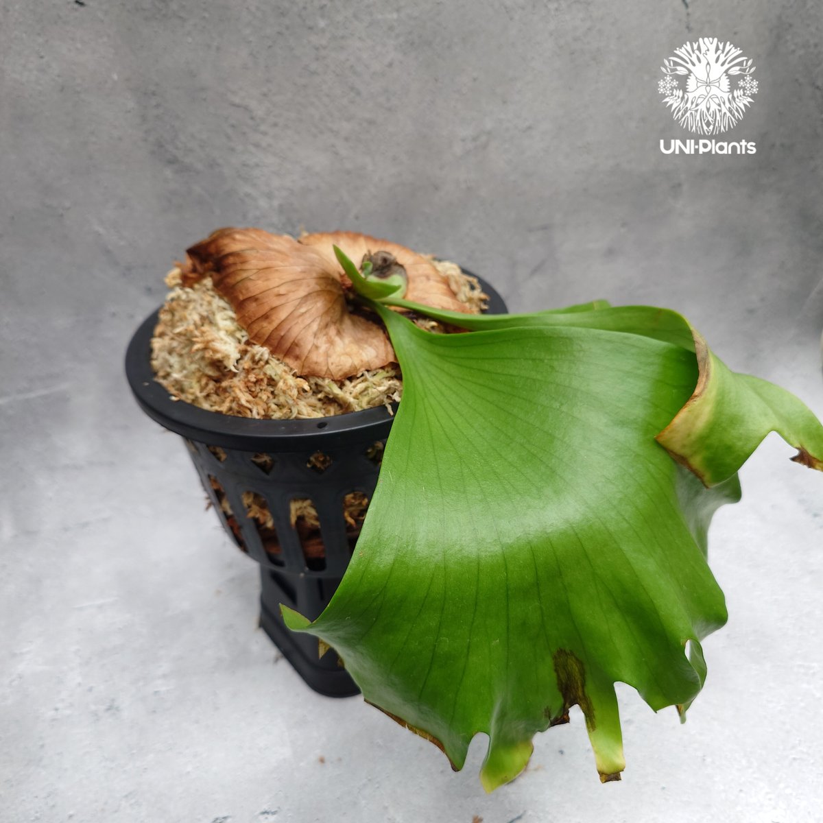 希少種P. coronarium 'Lesasha' ２　コロナリウム　レサシャ P. coronarium 'Lesasha' 2 コロナリウム レサシャ