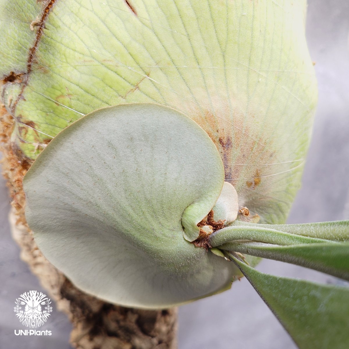 Platycerium hillii wild ビカクシダ ヒリー ワイルド株 Platycerium hillii wild ビカクシダ ヒリー ワイルド株