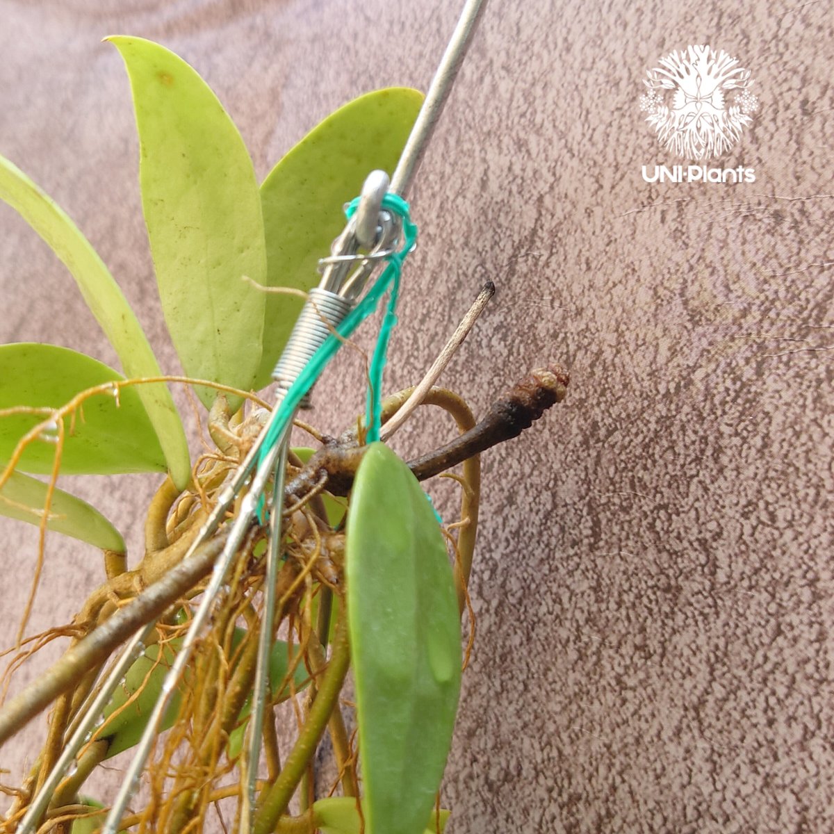 花座いっぱい!! Hoya Parasitica lite pink ホヤ パラシティカ