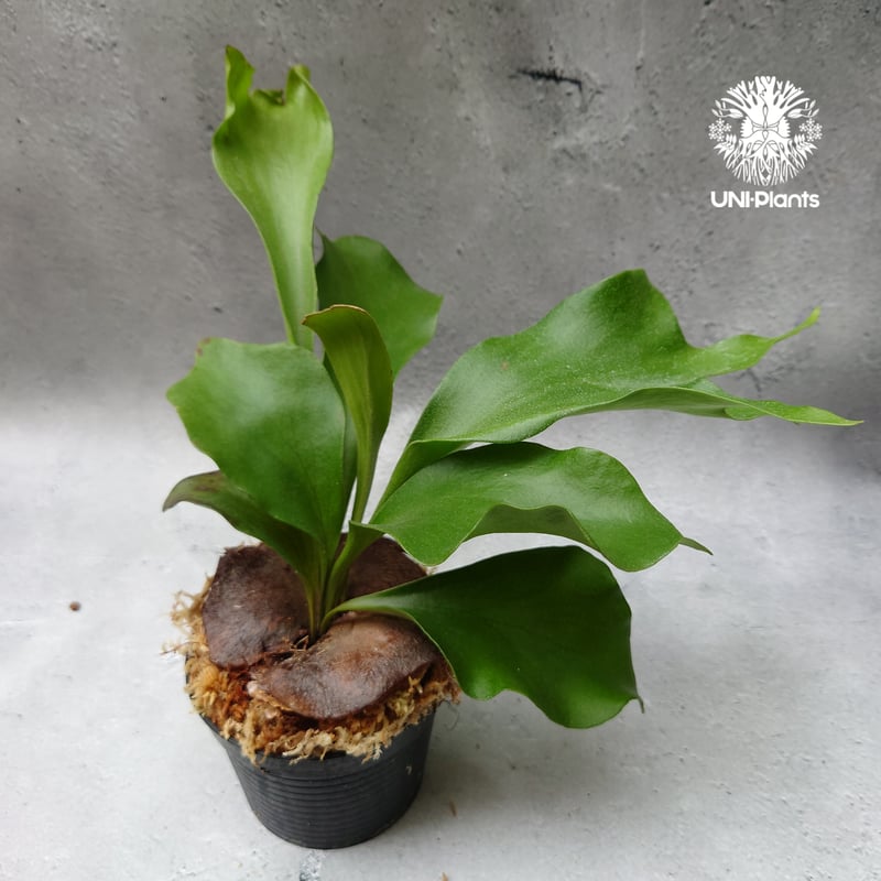 P. hillii Pumilum Brazil ヒリー【2株半額・3株目無料】 Platycerium hillii Pumila Kew Garden (sporeling