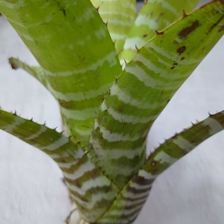 エクメア ハイブリット Aechmea hybrid 観葉植物 珍奇植物  希少 珍しい インテリア植物 着生植物
