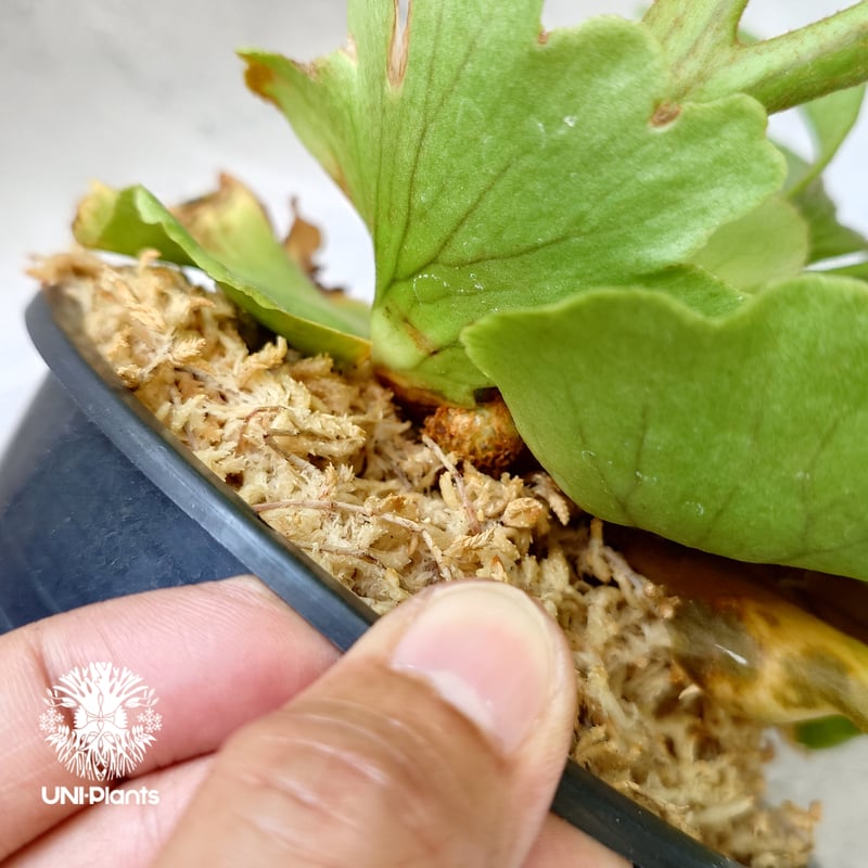 ビカクシダ キッチャクード シンリーフ Platycerium Kitshakood