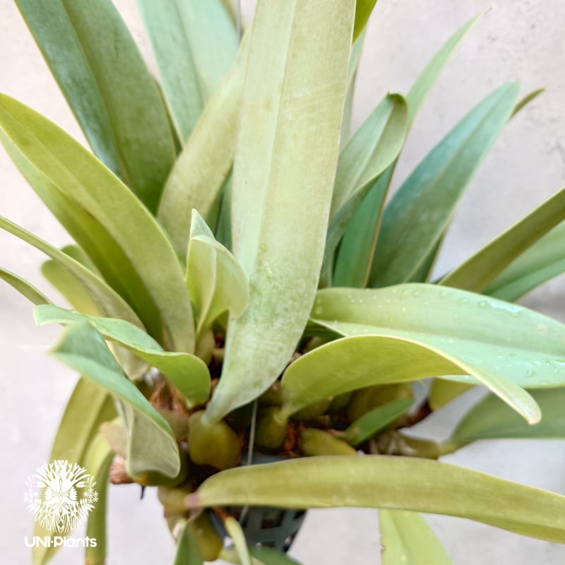 Bulbophyllum cruentum x phalaenopsis バルボフィラム クル