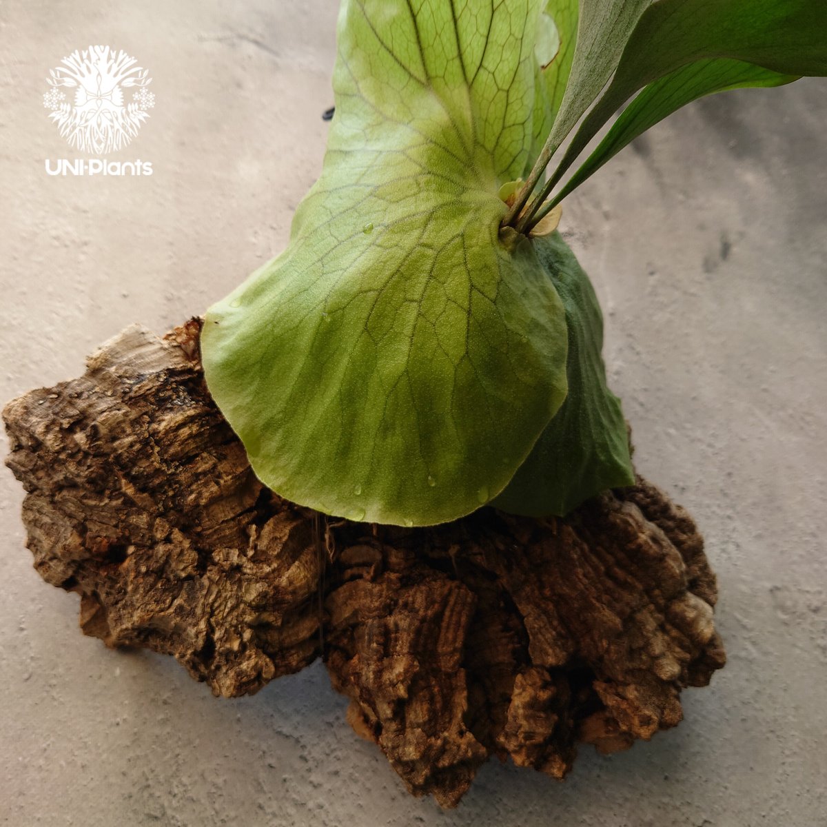 P.'Suriyon' OC ビカクシダ コウモリラン スリヨン ビカクシダ P.FSQ