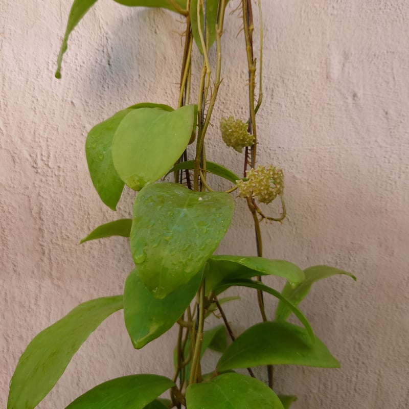 0451 ＊ ホヤ ＊ Hoya ＊ ミンドレンシス ＊ ライラック 0451 ＊ ホヤ ＊ Hoya ＊ ミンドレンシス ＊ ライラック