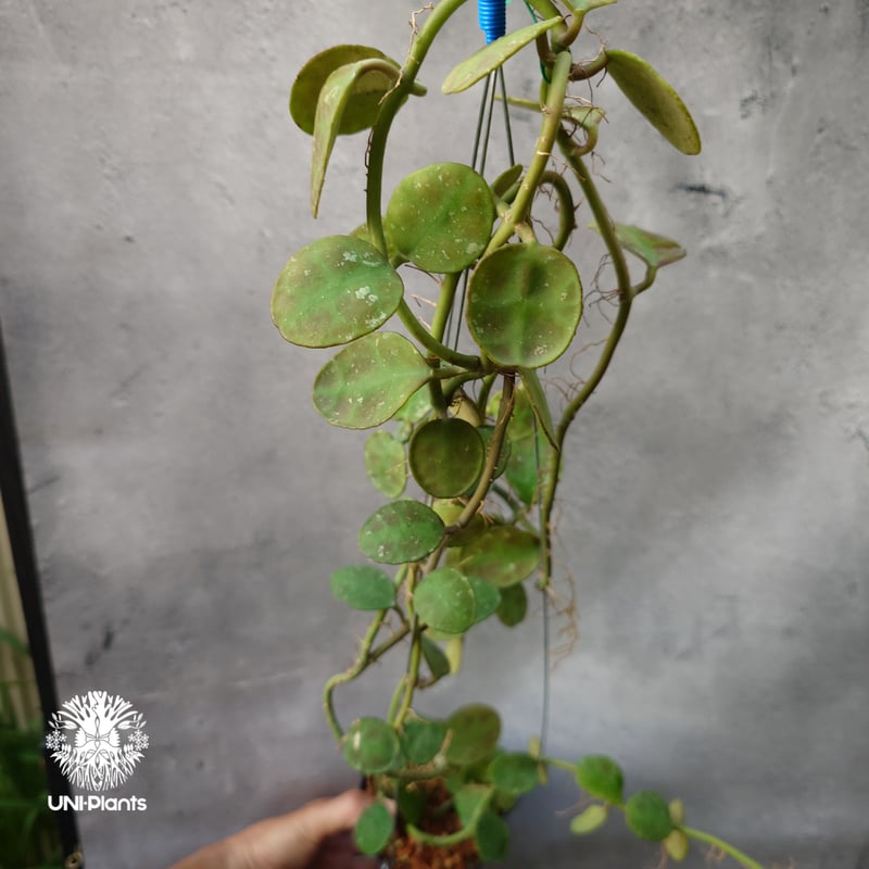 Hoya Waymaniae Malaysia ホヤ ウェイマニアエ マレーシア ホヤ植物 ホ