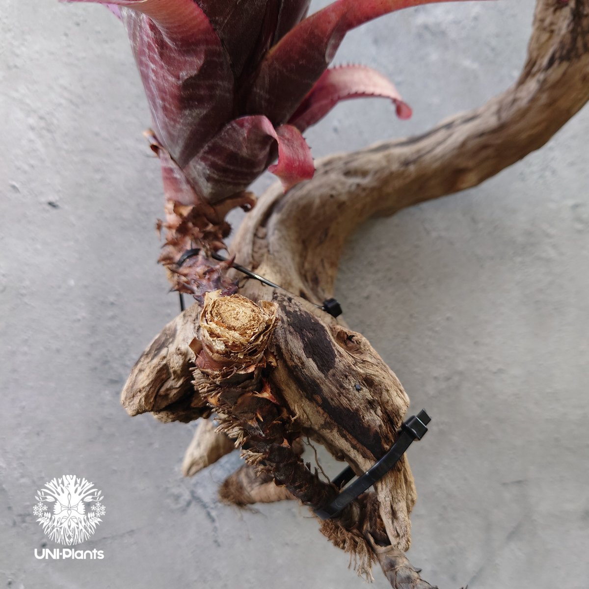 Aechmea nundicaulis hybrid エクメア ヌディカウリス hybrid