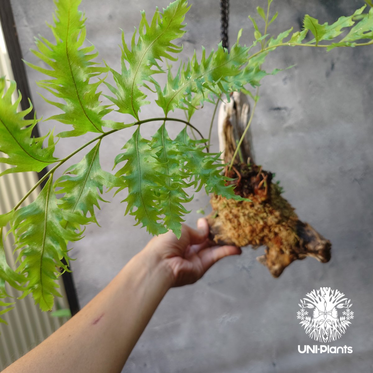 ドリナリア リギデュラ ホワイティ 板付 大株 希少 超希少 現品【Drynaria rigidula `whitei 】 ドリナリア