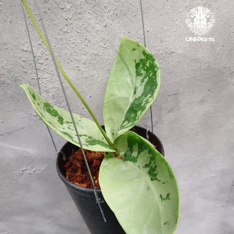 専用 ＊ 1029 ＊Hoya＊ホヤ 限定1株入荷 Hoya Nervosa jokul ホヤ 希少 ホヤ植物 ホヤの花 珍しい