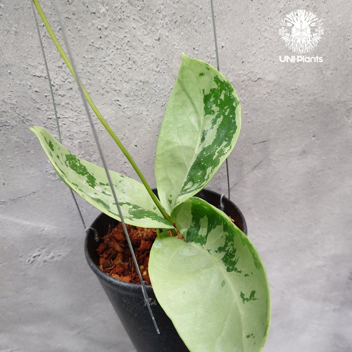 限定1株入荷 Hoya Nervosa jokul ホヤ 希少 ホヤ植物 ホヤの花 珍しい