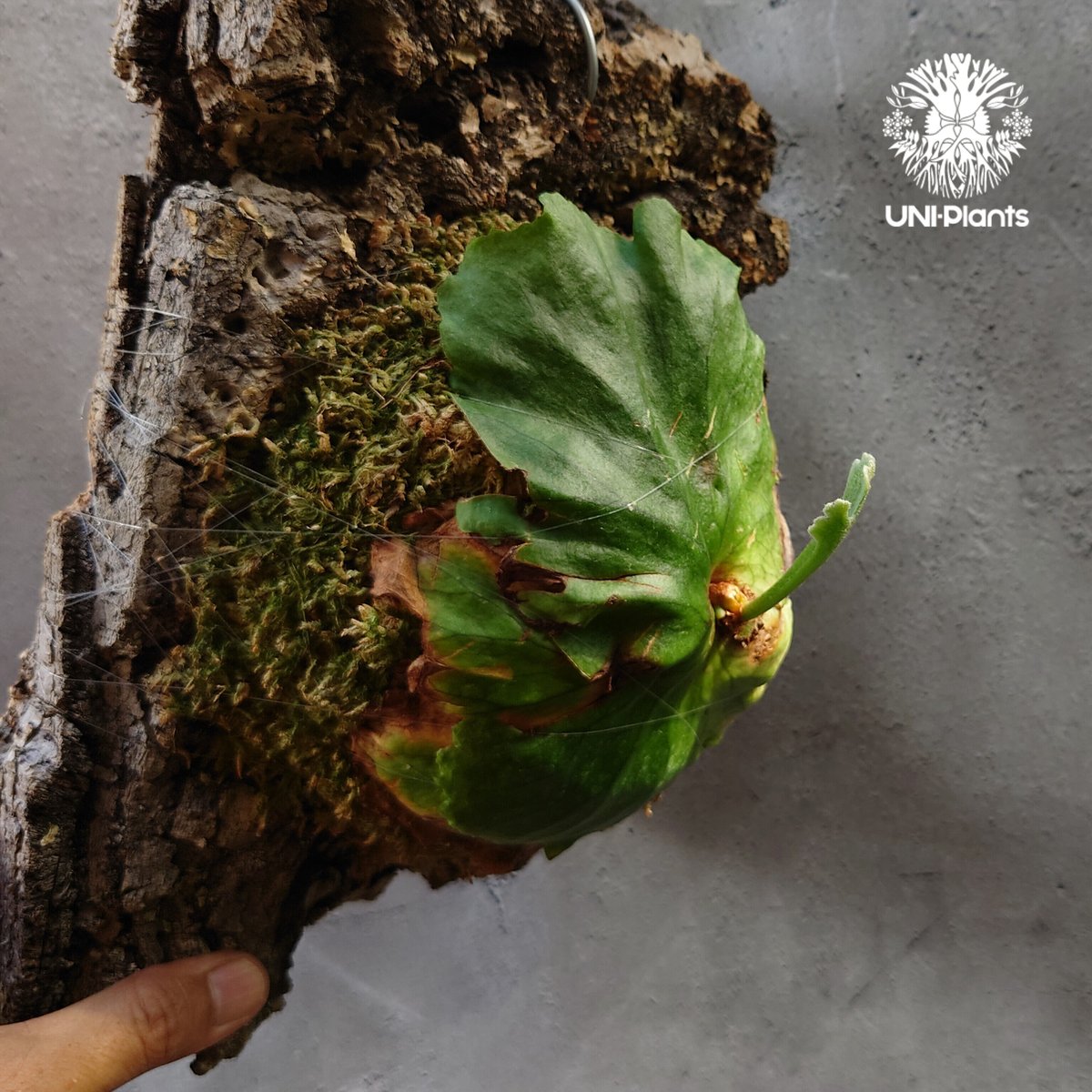 ビカクシダ キッチャクード Platycerium mt.kitshakood コウモリ ビカクシダ キッチャクード Platycerium mt.kitshakood コウモリ