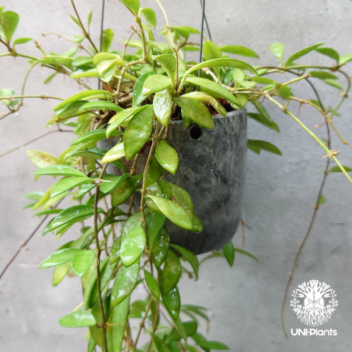 ホヤ ケンティアナ ミニ Hoya kentiana mini ホヤ植物 植物 Hoya