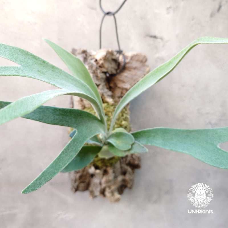 ビカクシダ ベイチー Patycerium veitchii ビカクシダ原種 シダ植物