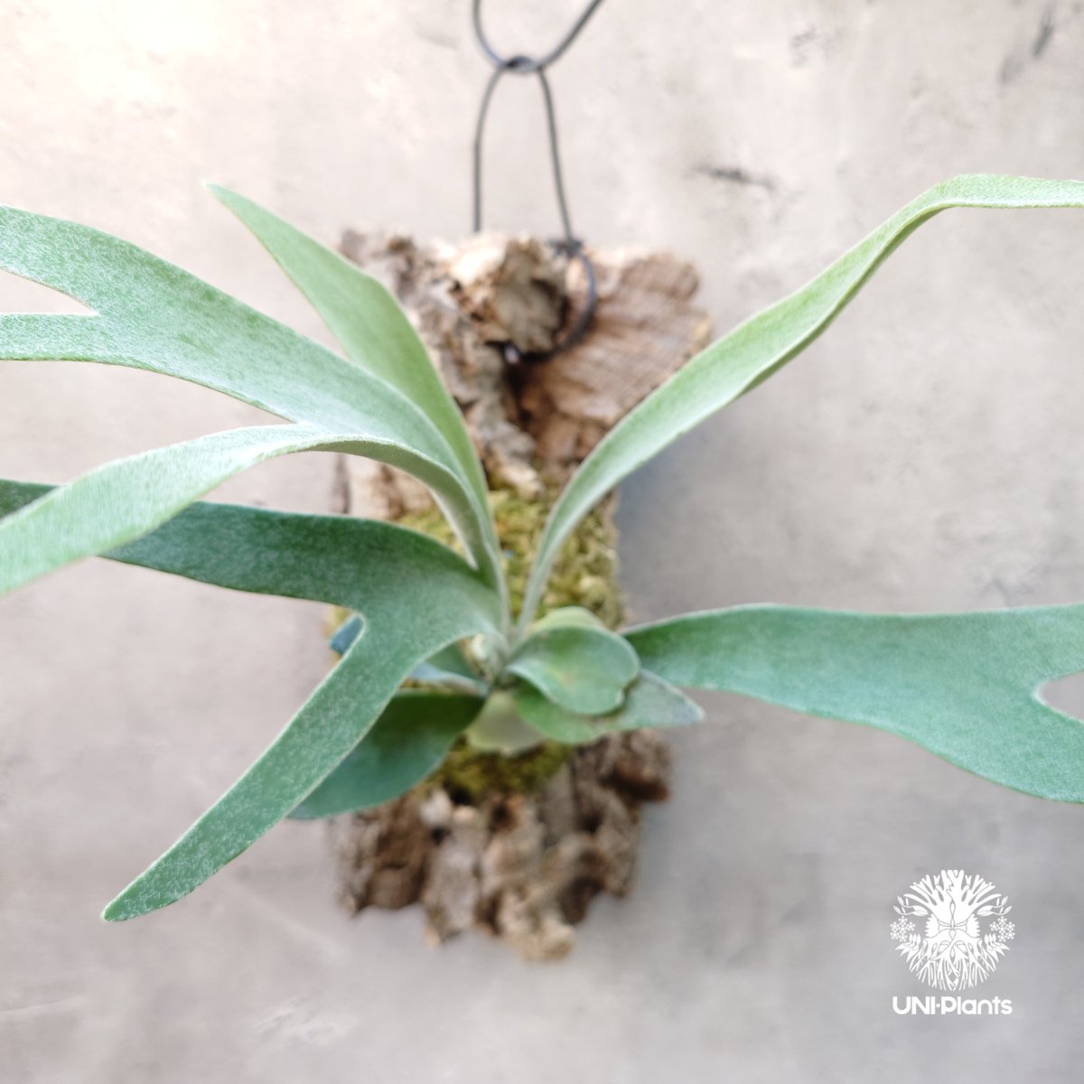 ビカクシダ ベイチー Patycerium veitchii ビカクシダ原種 シダ植物