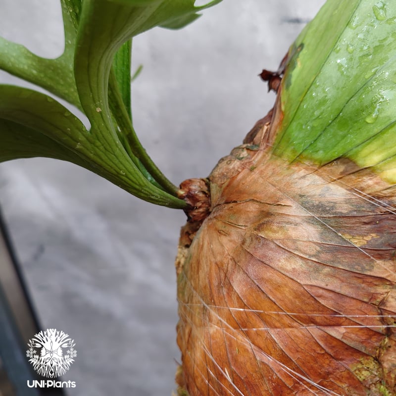 Platycerium coronarium Thin ビカクシダ コロナリウム シン ビカク