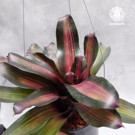 Neoregelia Margaret ネオレゲリア マーガレット Neoregelia ブロメリア  Bromeliad ブロメリア科ネオレゲリア属