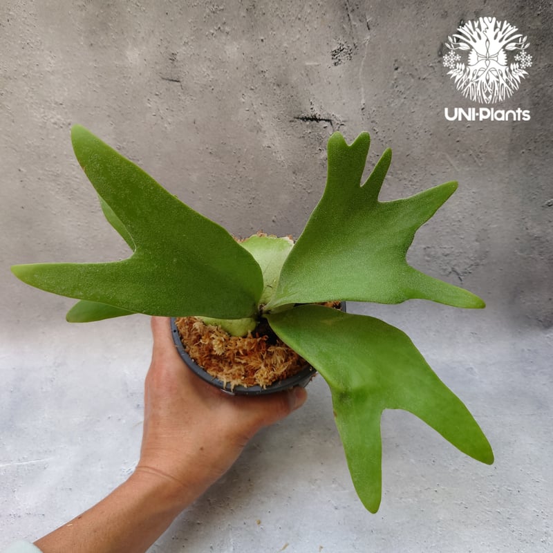Platycerium willinckii white angel ビカクシダ ウィリンキー