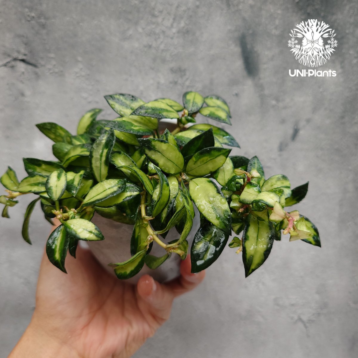 ホヤ　ラクノーサ　中斑種の３種セット Hoya Lacunosa Bruno ホヤ ラクノーサ ブルーノ 斑入り ホヤ植物 ホヤ