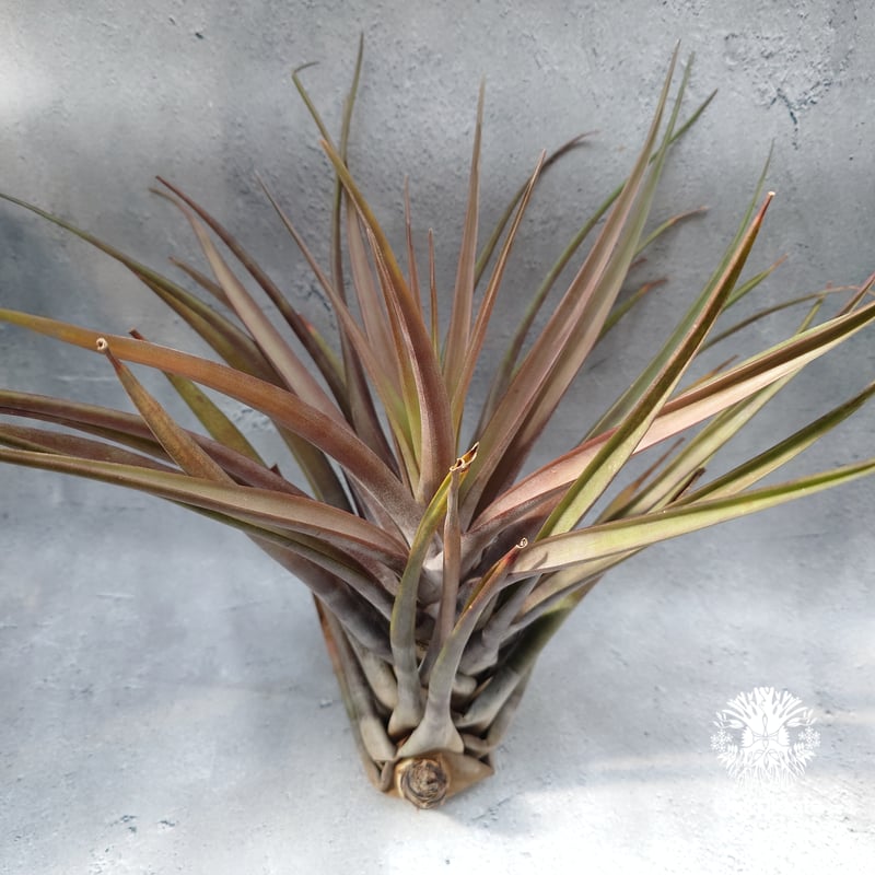 Tillandsia novakii チランジアノバキー Tillandsia インテリア植物