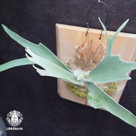 Platycerium veitchii(pup) ビカクシダ ベイチー(子株)  ビカクシダ原種 シダ植物 ビカクシダ板付け ビカクシダビーチー