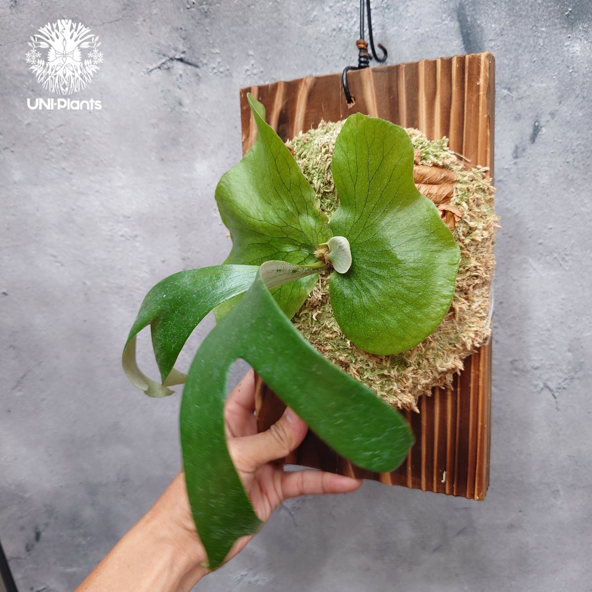 ビカクシダ ステマリア Platycerium stemaria ビカクシダ原種 シダ植物