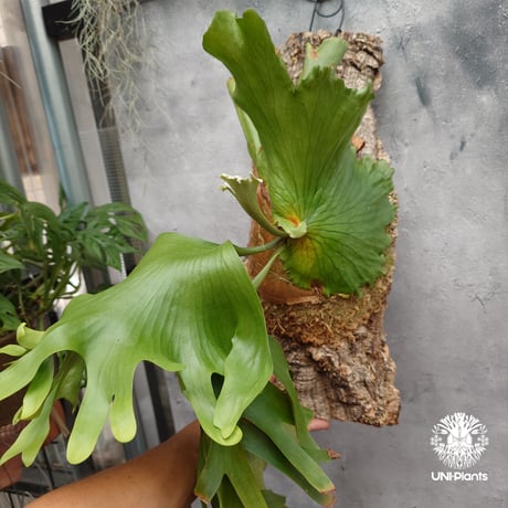 Platycerium coronarium Thin ビカクシダ コロナリウム シン ビカクシダ Platycerium シダ植物 ビカクシダコルク着生 着生植物