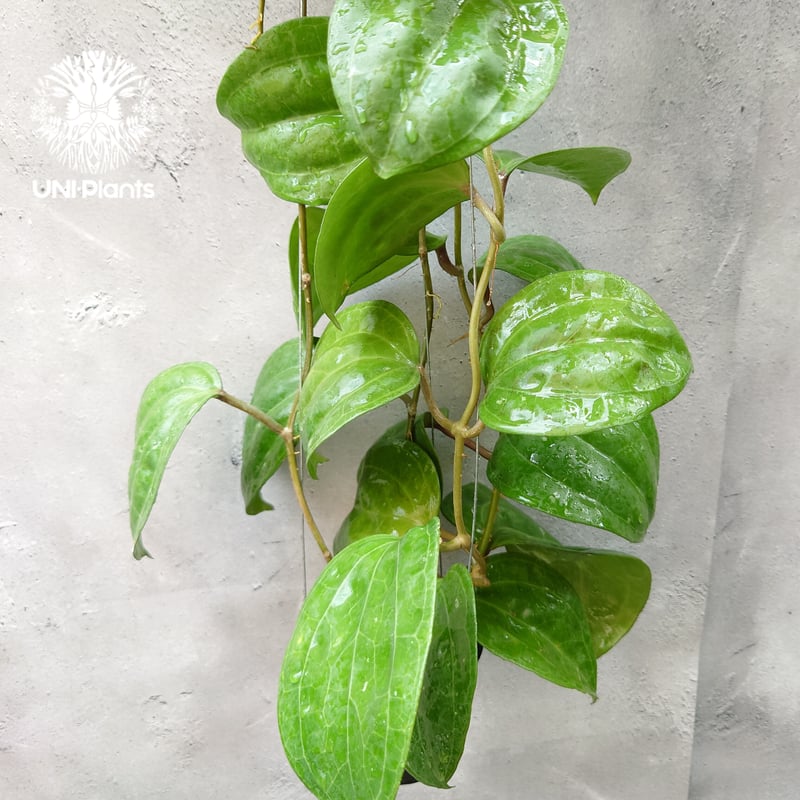 レア　大葉ホヤHoya Sp Sarawak サクララン5号中苗 レア 大葉ホヤHoya Sp Sarawak サクララン5号中苗 レア 大葉ホヤHoya