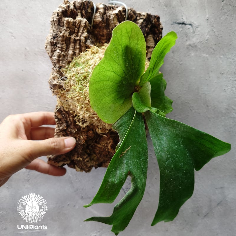 ビカクシダ ステマリア Platycerium stemaria ビカクシダ原種 植シダ