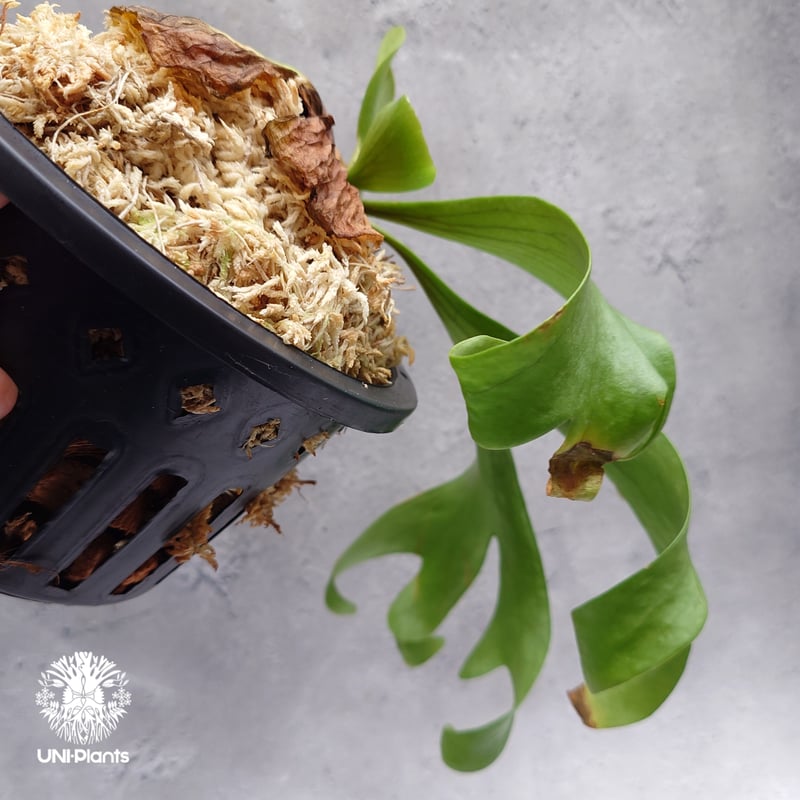 P. coronarium 'Lesasha' コロナリウム レサシャ 5