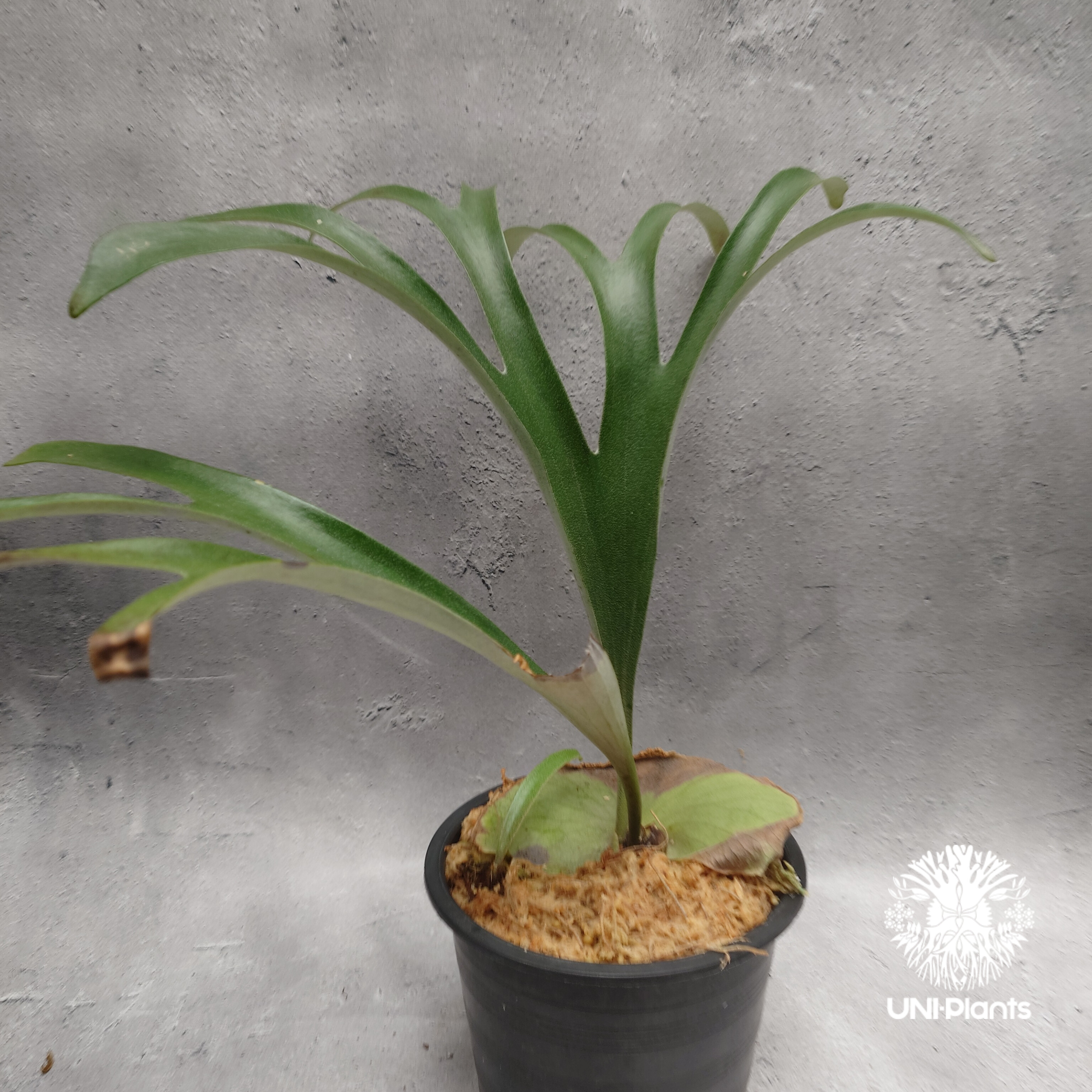 Platycerium alcicorne var.Madagascar ビカクシダ アルシコ
