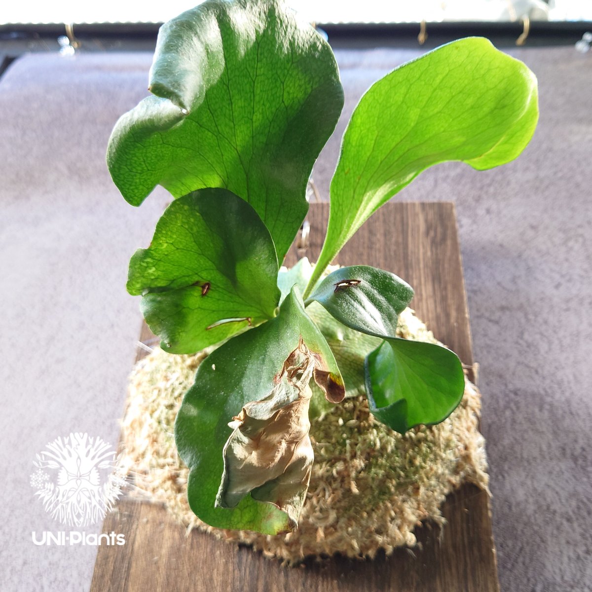 P,Hillii 　cv　Dragon　ヒーリードラゴン株分け品 ビカクシダ P.hillii cv.Dragon ヒリー ドラゴン🌱 | plants naro