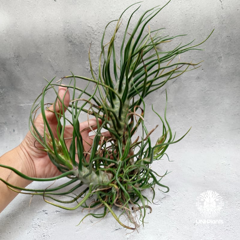 Tillandsia Bulbosa (L) チランジア・ブルボーサTillandsia エ