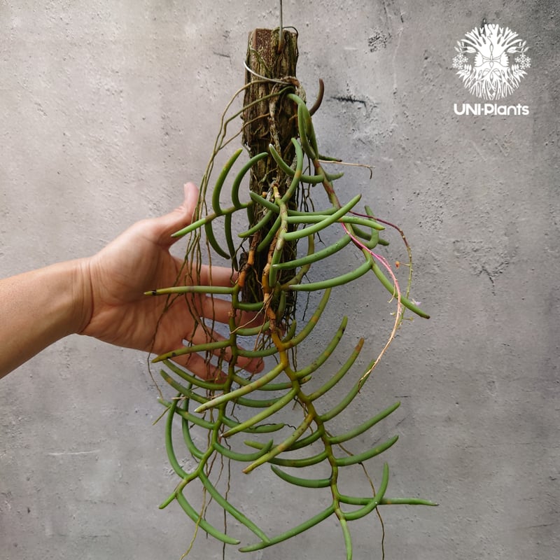 Cleisostoma arietinum クレイソストマ アリエティナム 着生植物