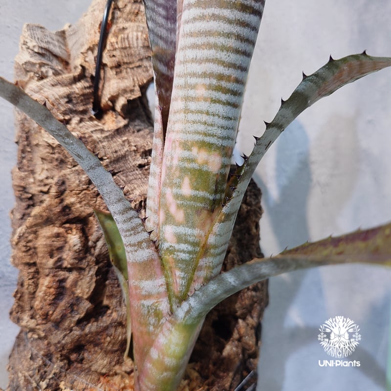 国内繁殖株・一点物】 Billbergia 'Pipeline' ｜ビルベルギア
