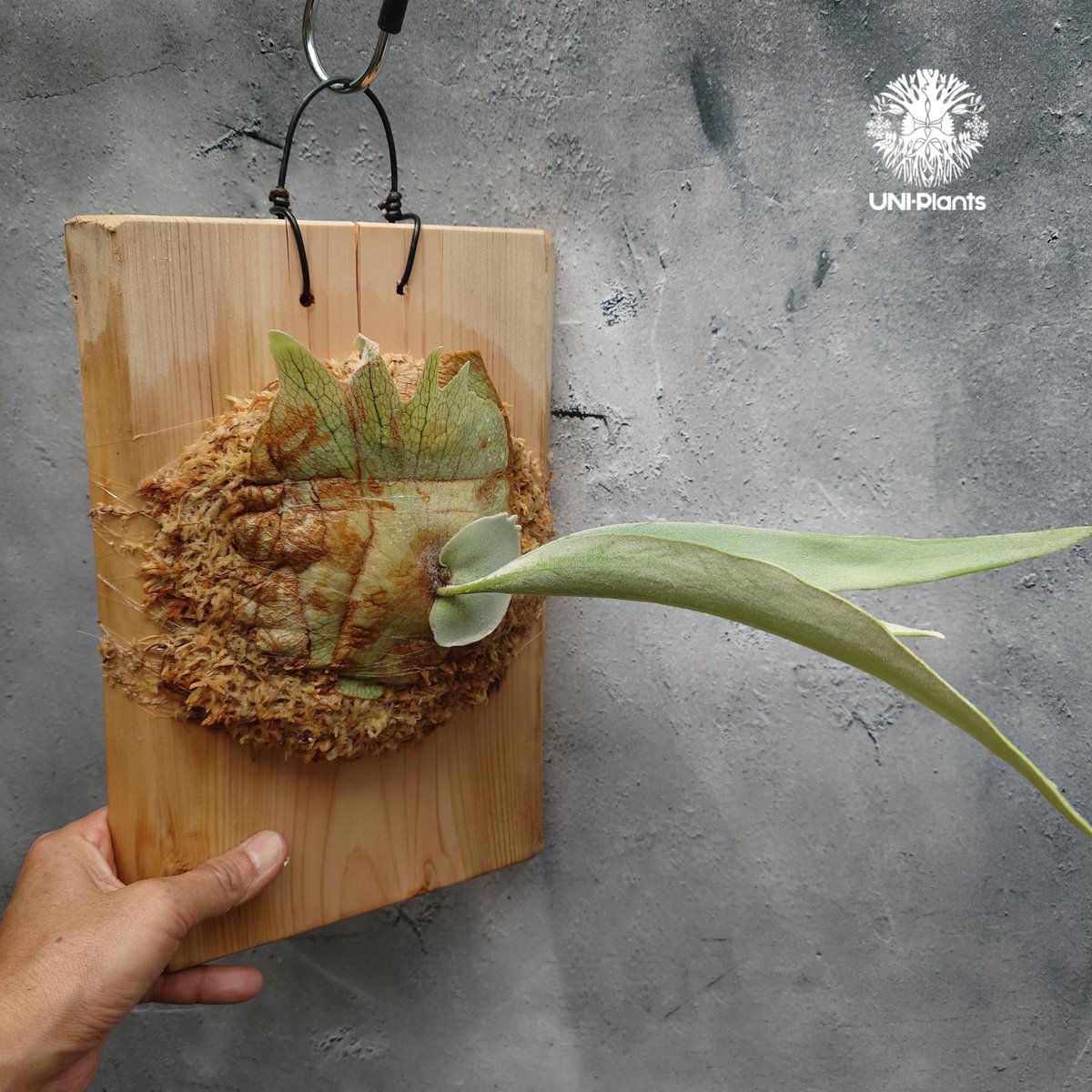 Platycerium pewchan compact ビカクシダ ピューチャン コンパクト