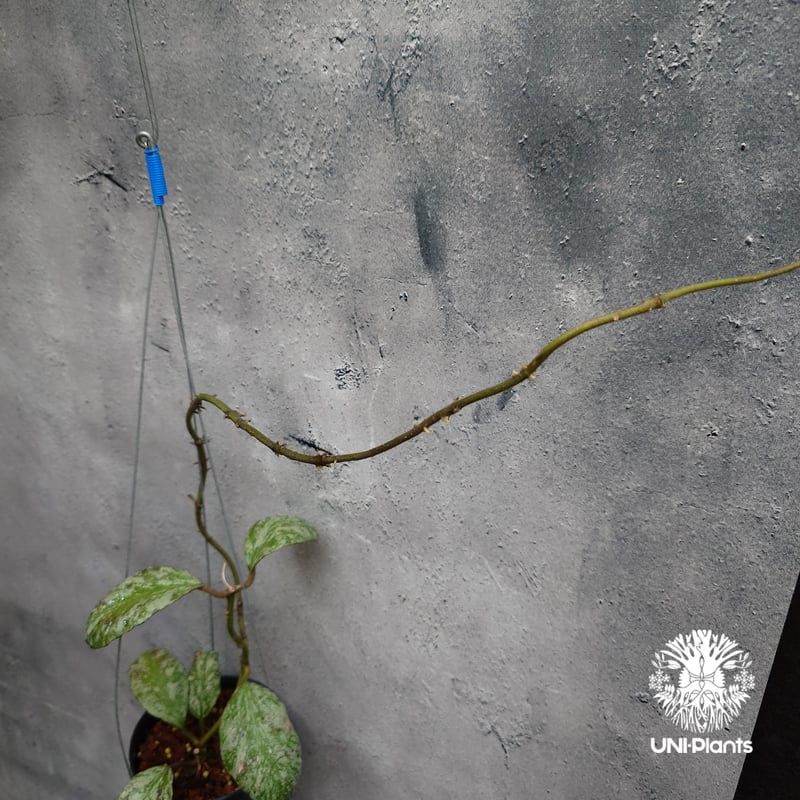 限定1株入荷 Hoya Waymaniae cloudy sky ホヤ ウェイマニアエ クラウ