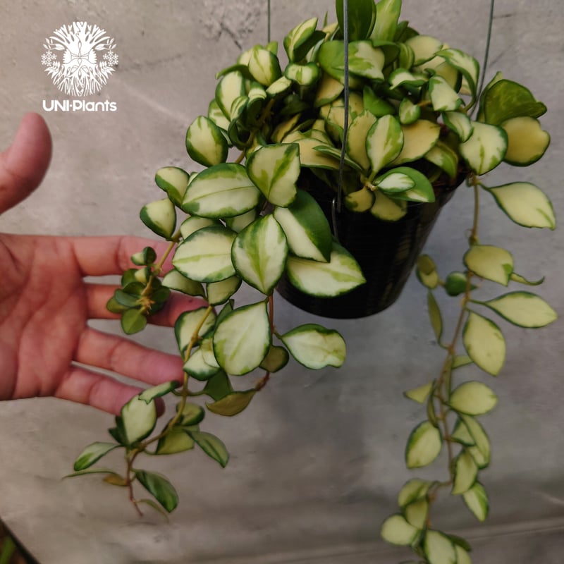 ホヤ　ヘウスケリアナ　③ 期間限定10％OFF！】ホヤ ヘウスケリアナ バリエガータ 3号吊り鉢