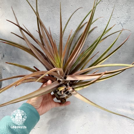 Tillandsia novakii チランジアノバキー Tillandsia インテリア植物 エアープランツ エアプランツ ティランジア