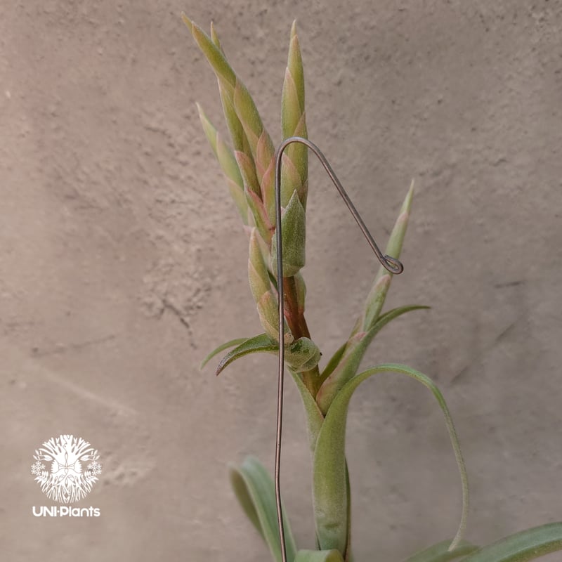 Tillandsia Curly slim チランジア カーリースリム Hybrid-Till Tillandsia Curly slim チランジア カーリースリム Hybrid-Till