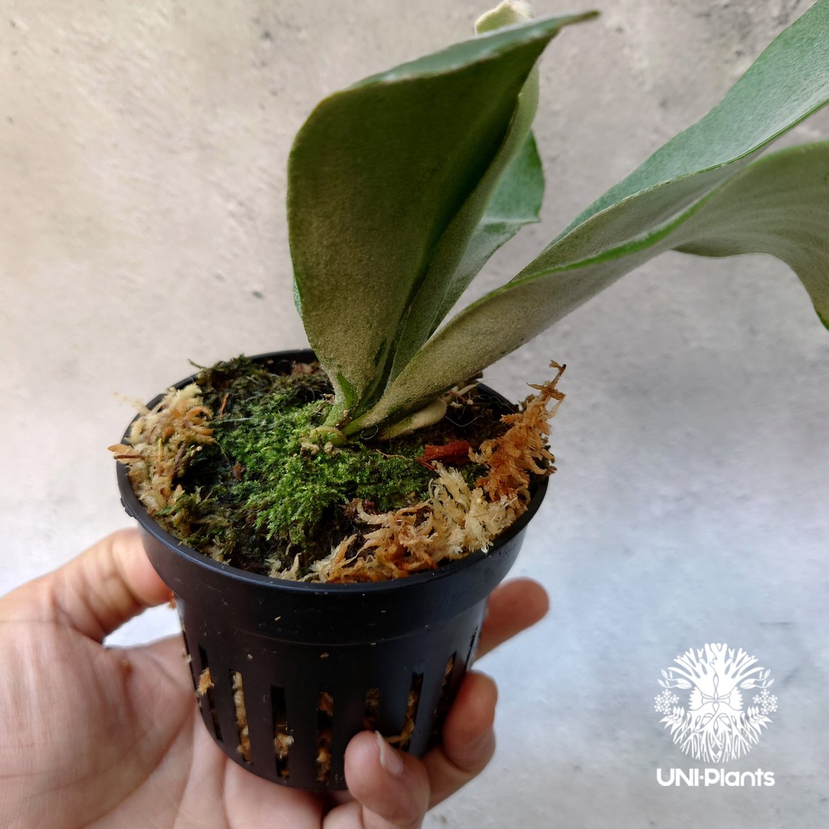 Platycerium willinckii cv Pedro Tatsuta (TC) ビカ Platycerium willinckii cv Pedro Tatsuta (TC) ビカ
