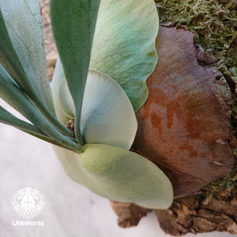 ビカクシダ アルシコルネ Platycerium alcicorne コウモリラン