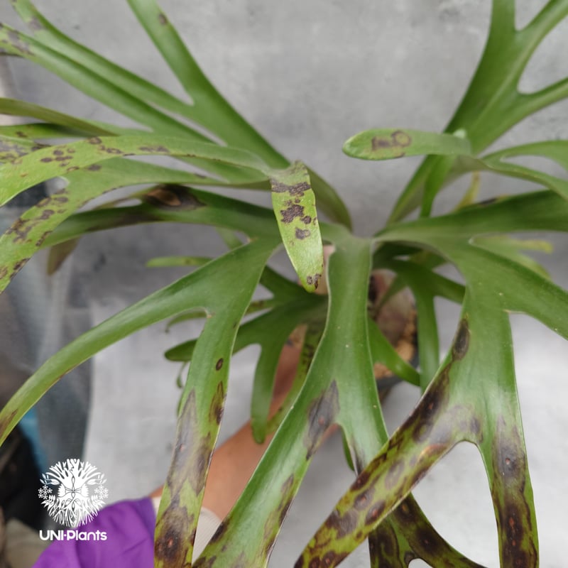 Platycerium alcicorne var.Madagascar ビカクシダ アルシコ