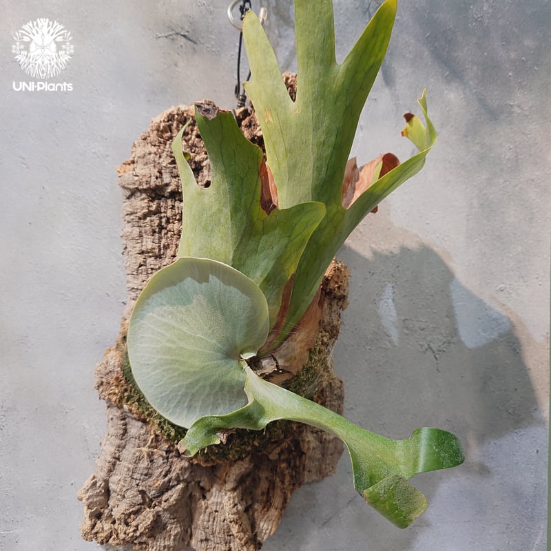 タイ直輸入・現地選抜】Platycerium holttumii | ビカクシダ ホルタミー
