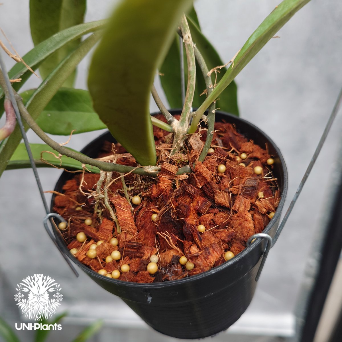 希少 hoya ホヤ mamasa Mamasa,West Sulawesi 希少 hoya ホヤ mamasa